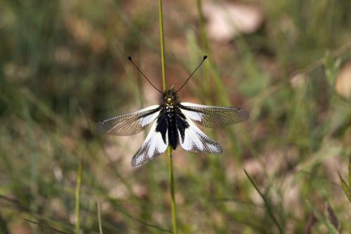 Libelloides coccajus