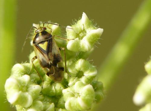 Réf. 58 657 : Orthops sp.