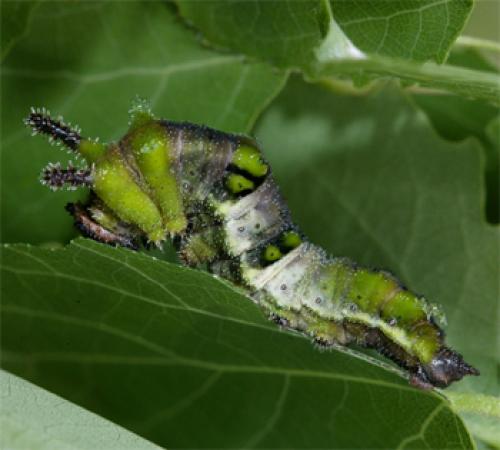 Réf. 58 213 : Limenitis populi