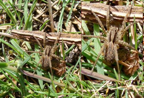 Alopecosa sp.