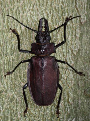 Macrodontia crenata