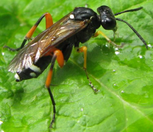 Réf. 58 397 : Macrophya rufipes