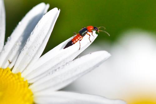 Réf. 58 298 : Paederus sp.