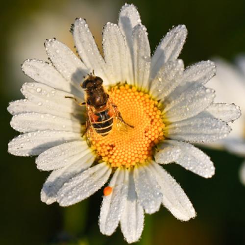 Eristalis sp.