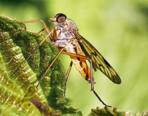 Réf. 58 445 : Rhagio sp.