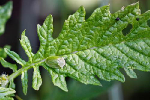 Réf. 58 441 : Cassida sp.