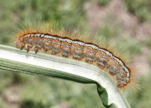 Malacosoma castrensis