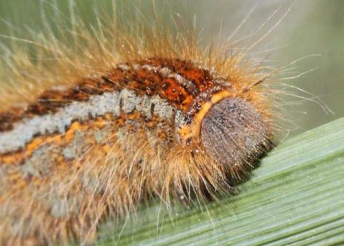 Malacosoma castrensis