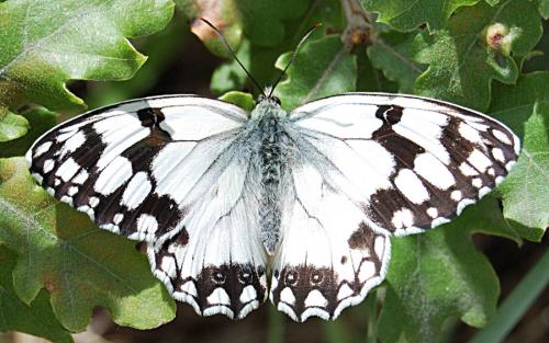 Réf. 58 642 : Melanargia lachesis