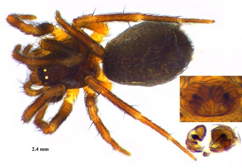 Hahnia ononidum