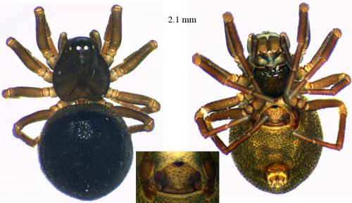 Réf. 58 022 : Ceratinella scabrosa