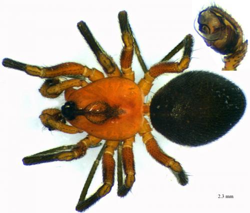 Trematocephalus cristatus