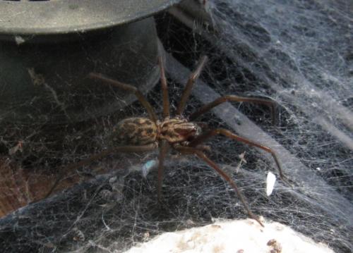 Réf. 58 655 : Tegenaria sp.