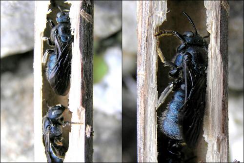 Réf. 58 276 : Ceratina chalcites