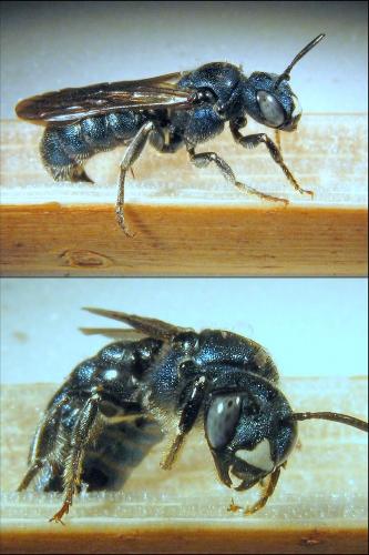Réf. 58 354 : Ceratina chalcites