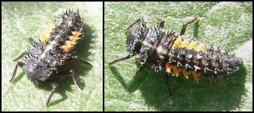 Harmonia quadripunctata