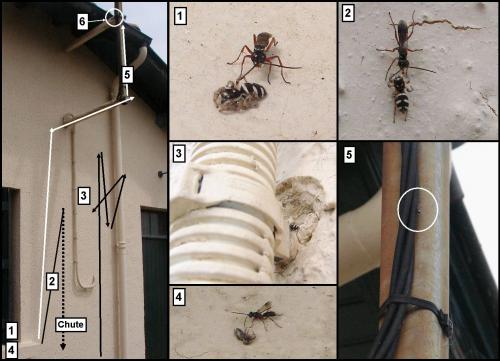 Réf. 58 230 : Agenioideus cinctellus