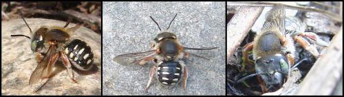 Réf. 58 885 : Anthidium punctatum