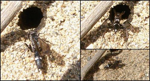 Episyron rufipes