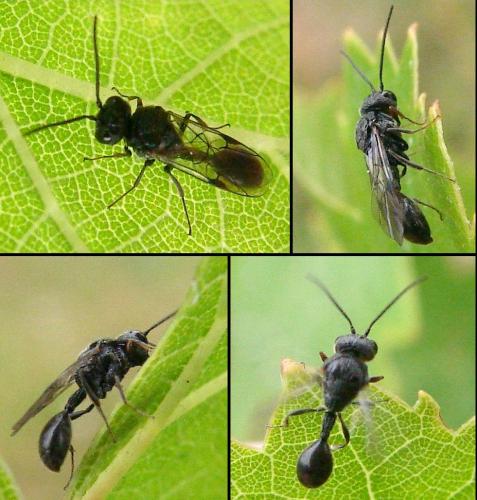 Helorus sp.