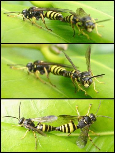 Réf. 58 863 : Gorytes laticinctus