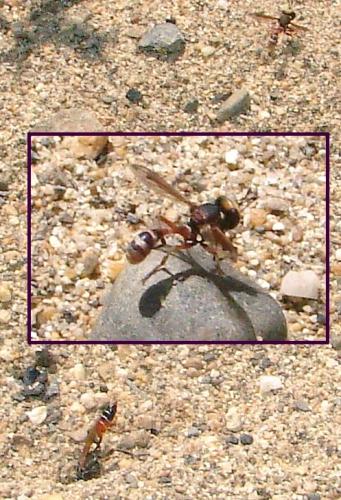 Physocephala sp.