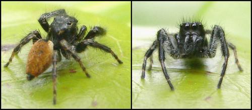 Carrhotus xanthogramma