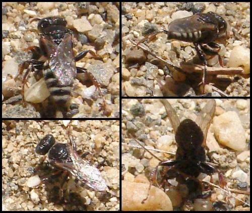 Oxybelus sp.