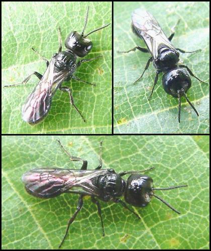 Pemphredon sp.