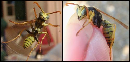 Polistes gallicus