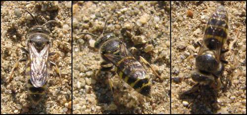 Bembecinus tridens