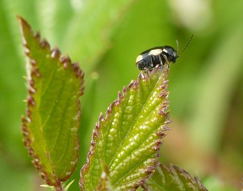 Réf. 58 772 : Cryptocephalus moraei