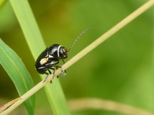 Réf. 58 773 : Cryptocephalus moraei