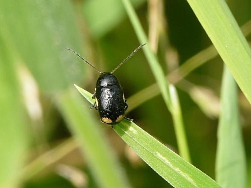 Réf. 58 774 : Cryptocephalus moraei