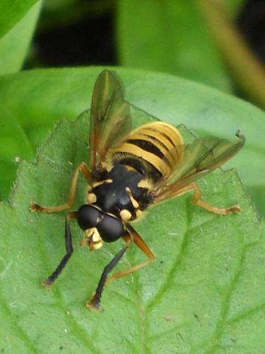 Temnostoma vespiforme