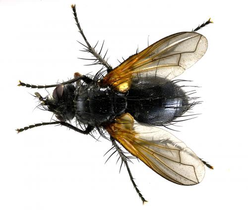 Réf. 58 762 : Zophomyia temula
