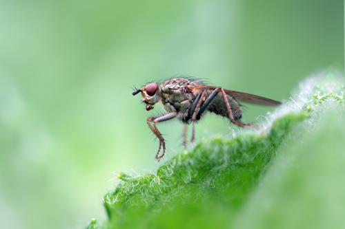 Scathophaga stercoraria