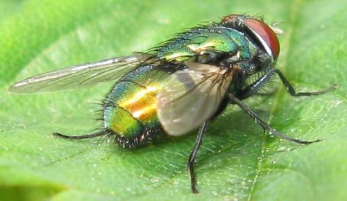 Lucilia sp.
