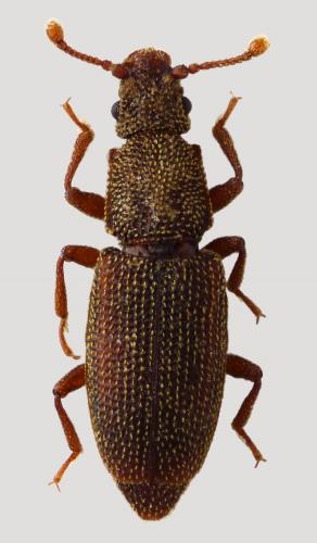 Réf. 58 167 : Monotoma angusticollis