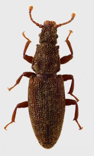 Réf. 58 168 : Monotoma conicicollis