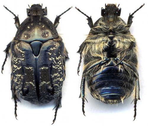 Réf. 58 701 : Protaetia sp.