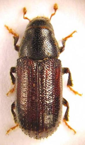 Réf. 58 387 : Tomicus piniperda
