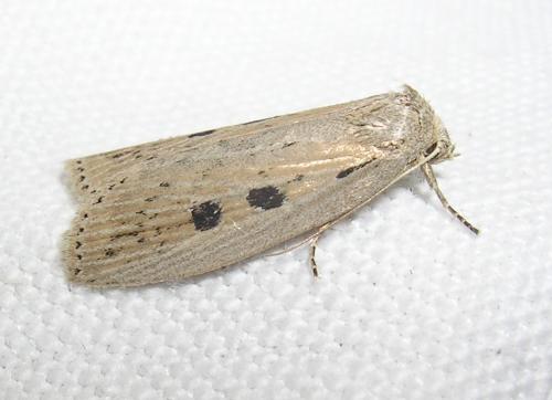 Chilodes maritima