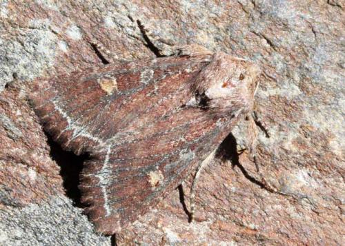 Réf. 58 027 : Lacanobia oleracea