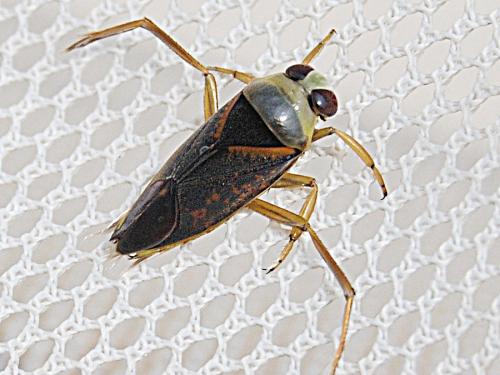 Notonecta maculata