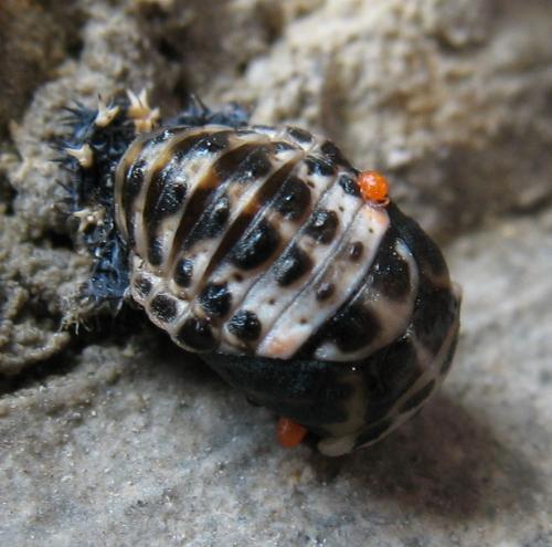 Harmonia quadripunctata