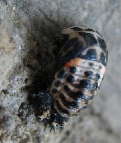 Réf. 58 673 : Harmonia quadripunctata