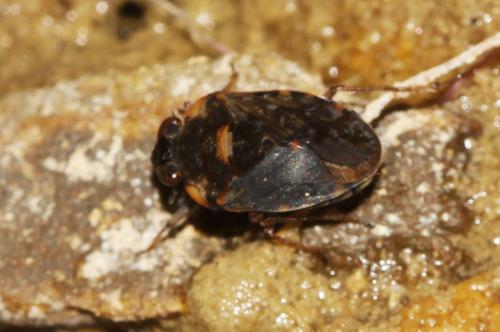Ochterus marginatus