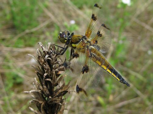 Réf. 58 656 : Libellula quadrimaculata