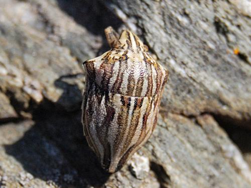 Réf. 58 026 : Odontotarsus robustus